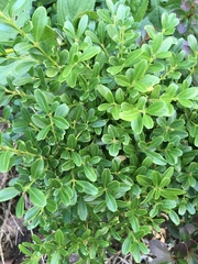 Buxus sinica