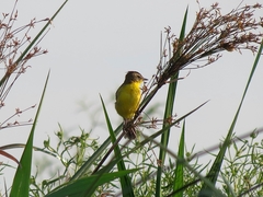 Pseudocolopteryx sclateri