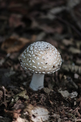 Amanita