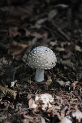 Amanita