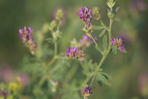 Medicago sativa iNat (1)