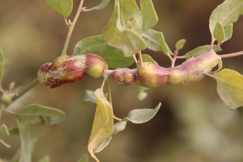 Atriplex Gall Midge