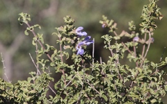 Salvia dentata