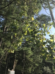 Vitis rotundifolia rotundifolia