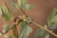 Asphondylia atriplicis