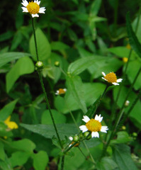 Millerieae