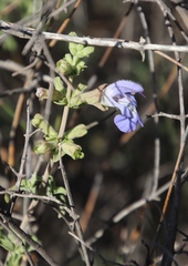 Salvia dentata