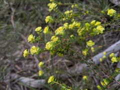 Pimelea flava flava