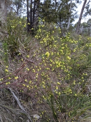 Pimelea flava flava