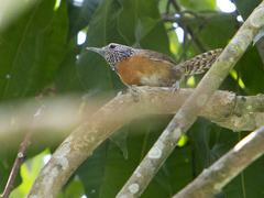 Pheugopedius rutilus