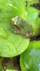 Hyla versicolor
