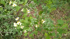Montanoa leucantha