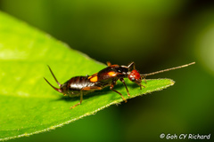 Nesogaster amoenus