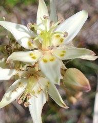 Zigadenus