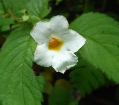 Achimenes occidentalis
