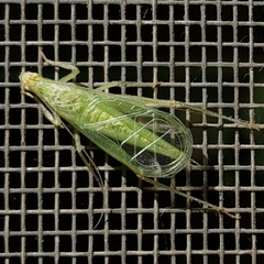 Oecanthus rileyi