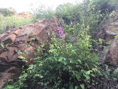 Desmodium cinerascens