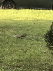 Sciurus carolinensis