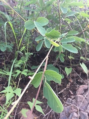 Desmodium cinerascens