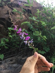 Desmodium cinerascens