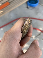 Sceloporus occidentalis