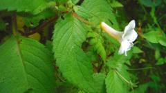 Achimenes occidentalis