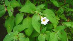 Achimenes occidentalis
