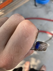 Sceloporus occidentalis