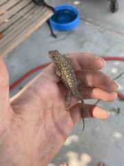 Sceloporus occidentalis