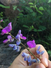Desmodium cinerascens