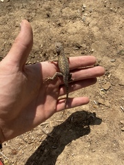 Sceloporus occidentalis