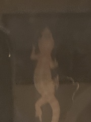 Hemidactylus turcicus