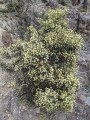 Ozothamnus scutellifolius