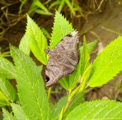 Arteurotia tractipennis