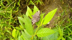 Arteurotia tractipennis