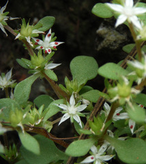 Sedum jaliscanum