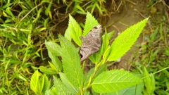 Arteurotia tractipennis