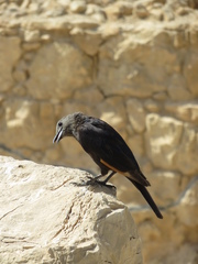 Onychognathus tristramii