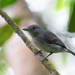 Mouse-colored Antshrike - Photo (c) thibaudaronson, some rights reserved (CC BY-SA), uploaded by thibaudaronson