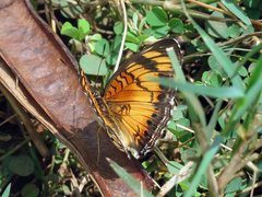 Junonia sophia sophia
