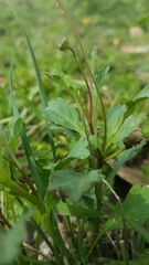 Brachyscome salkiniae