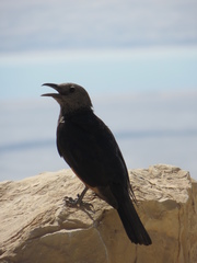 Onychognathus tristramii