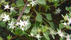 Sedum jaliscanum