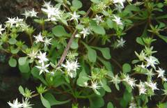 Sedum jaliscanum