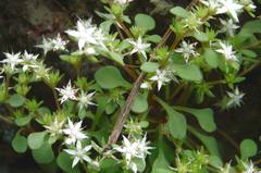 Sedum jaliscanum
