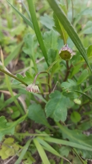 Brachyscome salkiniae