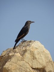 Onychognathus tristramii