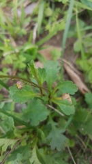 Brachyscome salkiniae