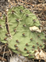 Opuntia rastrera