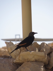 Onychognathus tristramii